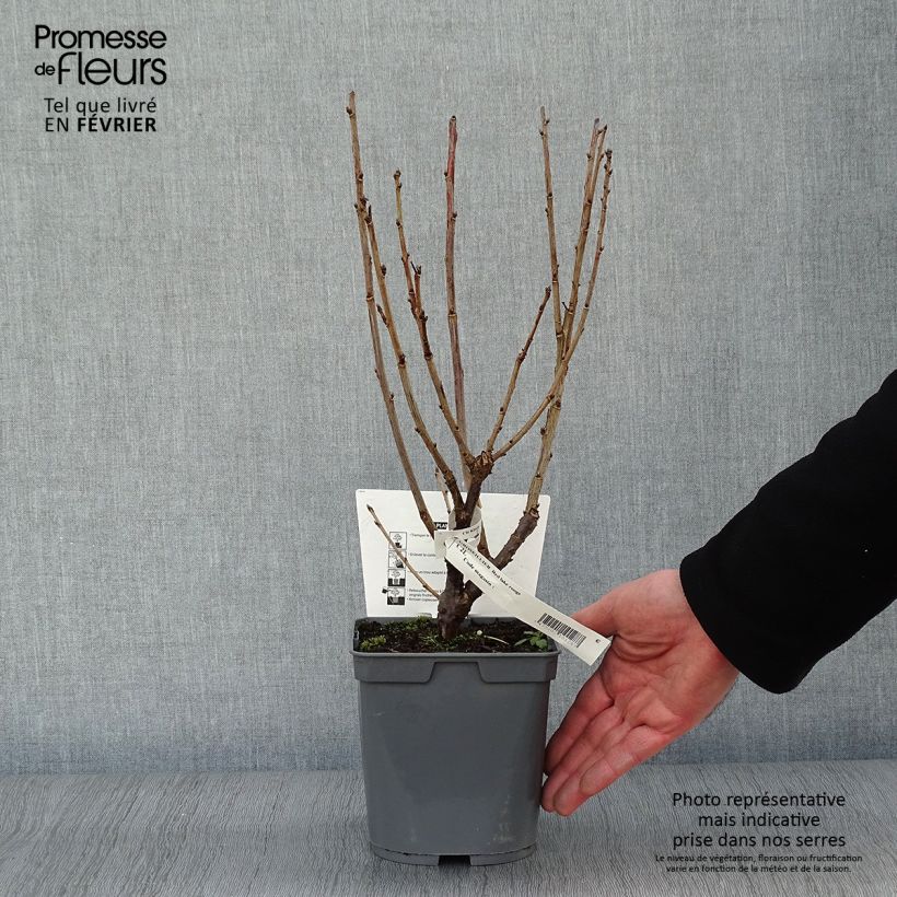 Grosella roja Red Lake Améliorée Maceta 2L/3L, Formación arbustiva Ejemplar entregado en invierno