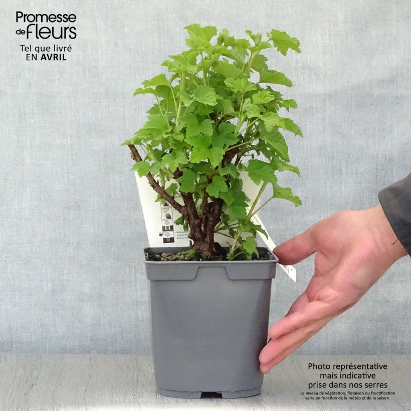 Grosella roja Red Lake Améliorée Maceta 2L/3L, Formación arbustiva Ejemplar entregado en la primavera