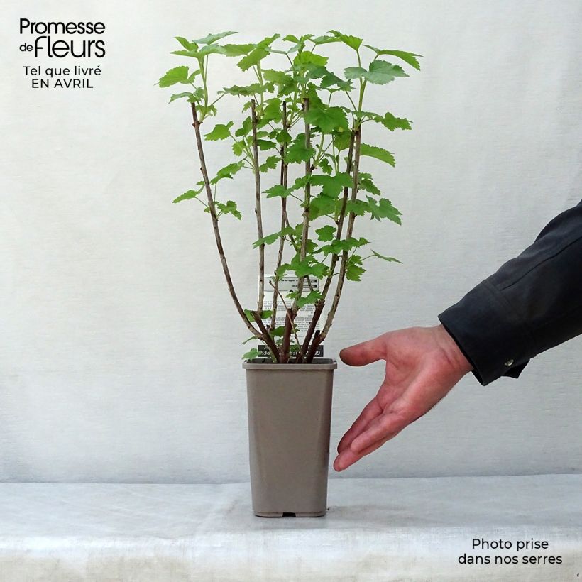 Grosella roja Gloire des Sablons Maceta 1L/1,5L, Formación arbustiva Ejemplar entregado en la primavera