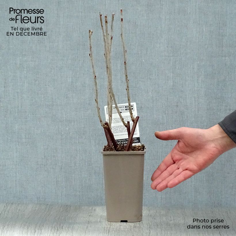 Grosella roja Gloire des Sablons Maceta 1L/1,5L, Formación arbustiva Ejemplar entregado en invierno