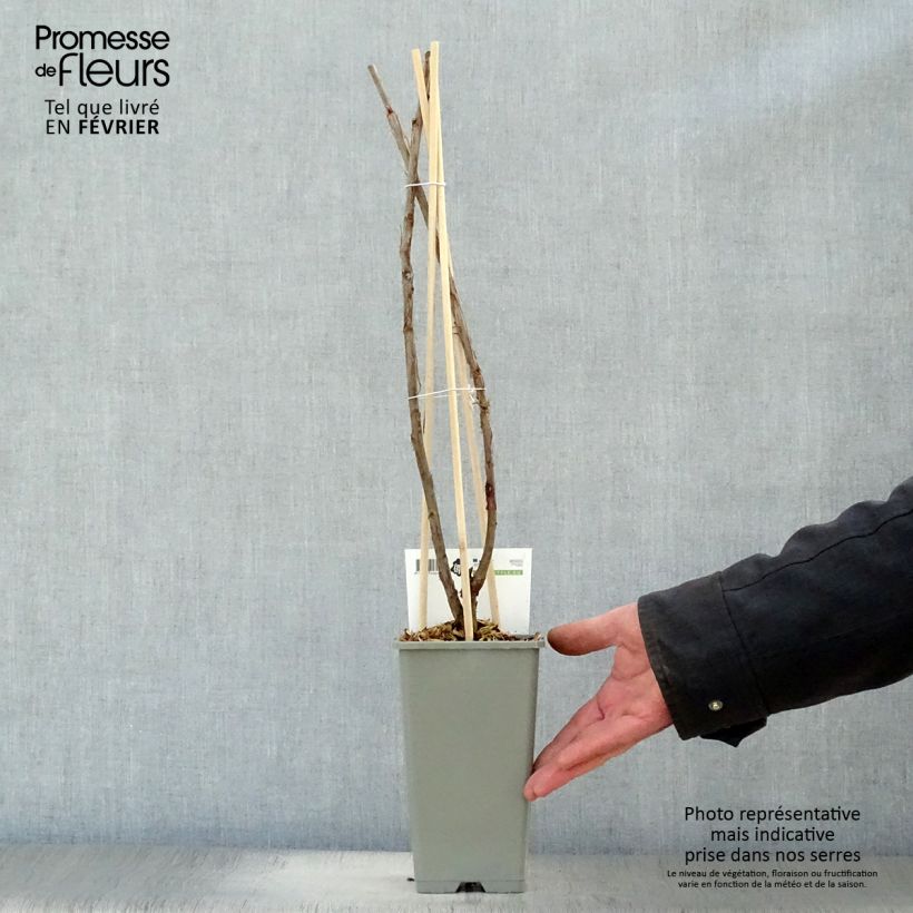 Grosella blanca Hollande blanche Maceta 1,5L/2L, Formación arbustiva Ejemplar entregado en invierno