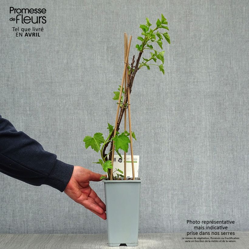 Grosella roja Jonkheer van Tets Maceta 1,5L/2L, Formación arbustiva Ejemplar entregado en la primavera