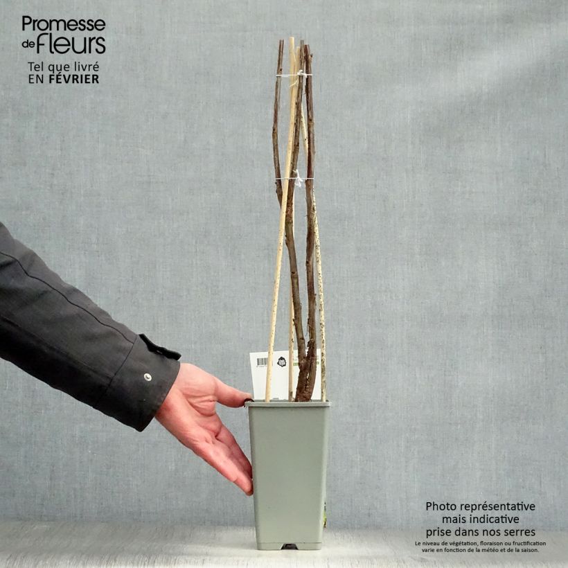 Grosella roja Jonkheer van Tets Maceta 1,5L/2L, Formación arbustiva Ejemplar entregado en invierno