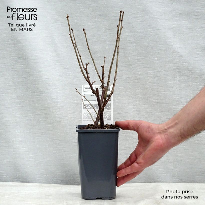 Grosella roja London Market Bio Maceta 1,5L/2L, Formación arbustiva Ejemplar entregado en la primavera