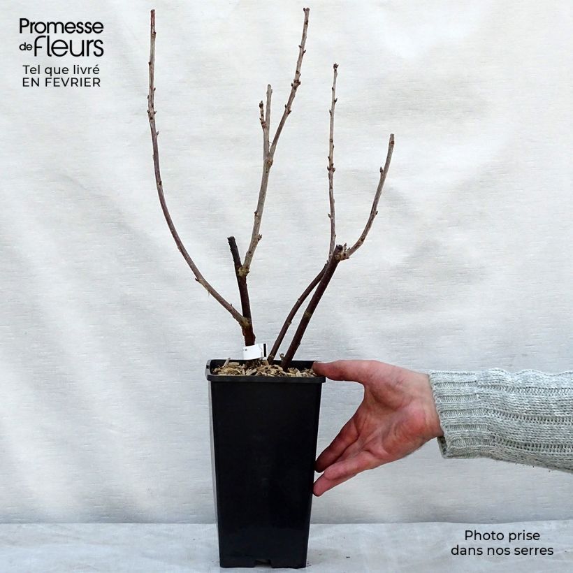 Grosella roja London Market Maceta 1,5L/2L Ejemplar entregado en invierno