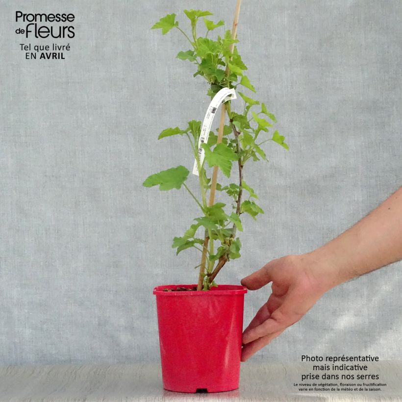 Grosella roja London Market Maceta 1,5L/2L Ejemplar entregado en la primavera