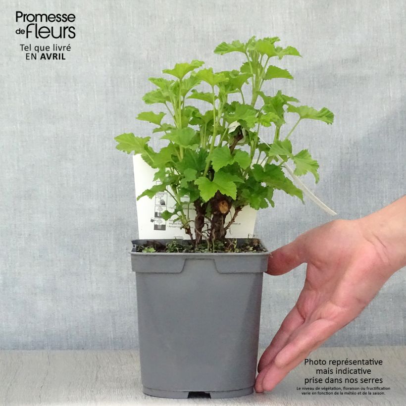 Grosella roja Rovada Maceta 1,5L/2L, Formación arbustiva Ejemplar entregado en la primavera