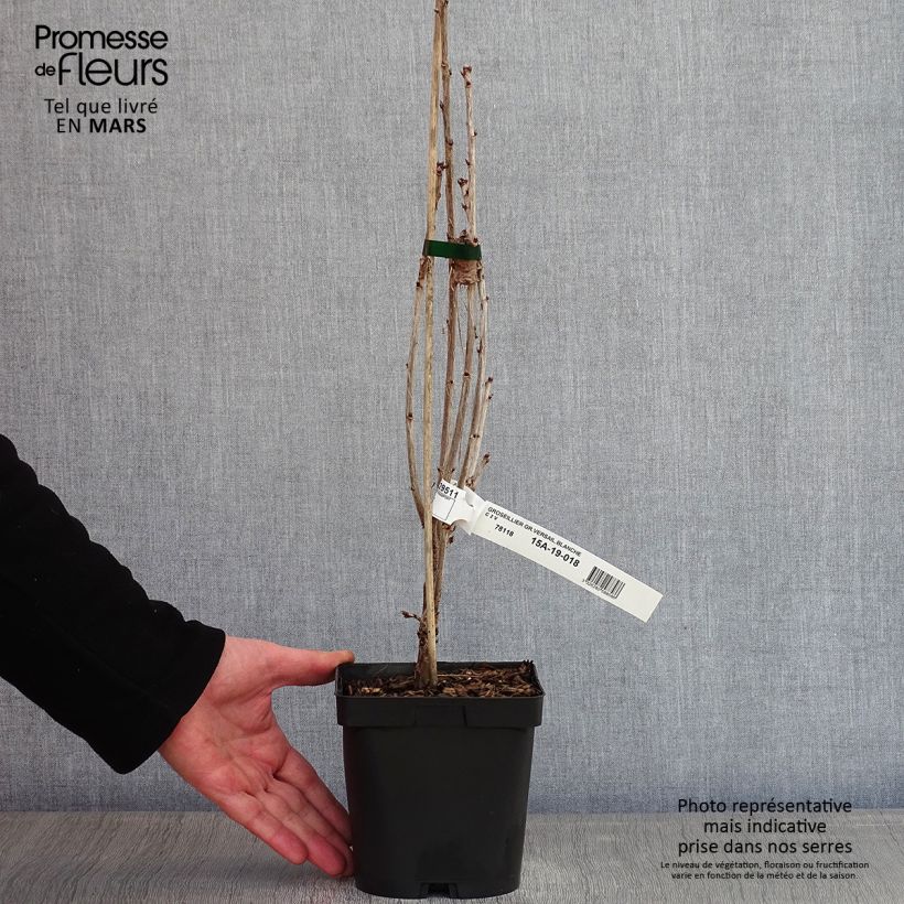 Grosella blanca Versailles Blanche Maceta 2L/3L Ejemplar entregado en invierno