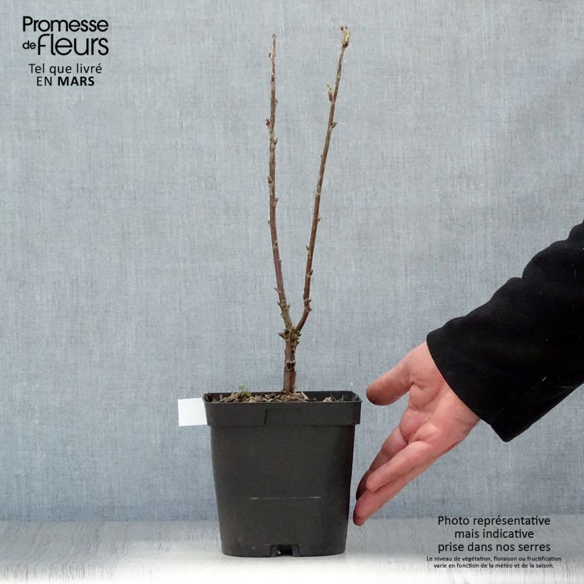 Grosella blanca Versailles Blanche Maceta 2L/3L Ejemplar entregado en la primavera