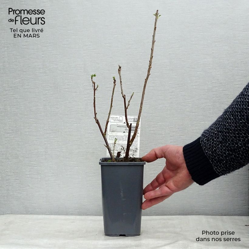 Grosella blanca Blanka Bio Maceta 1,5L/2L, Formación arbustiva Ejemplar entregado en invierno