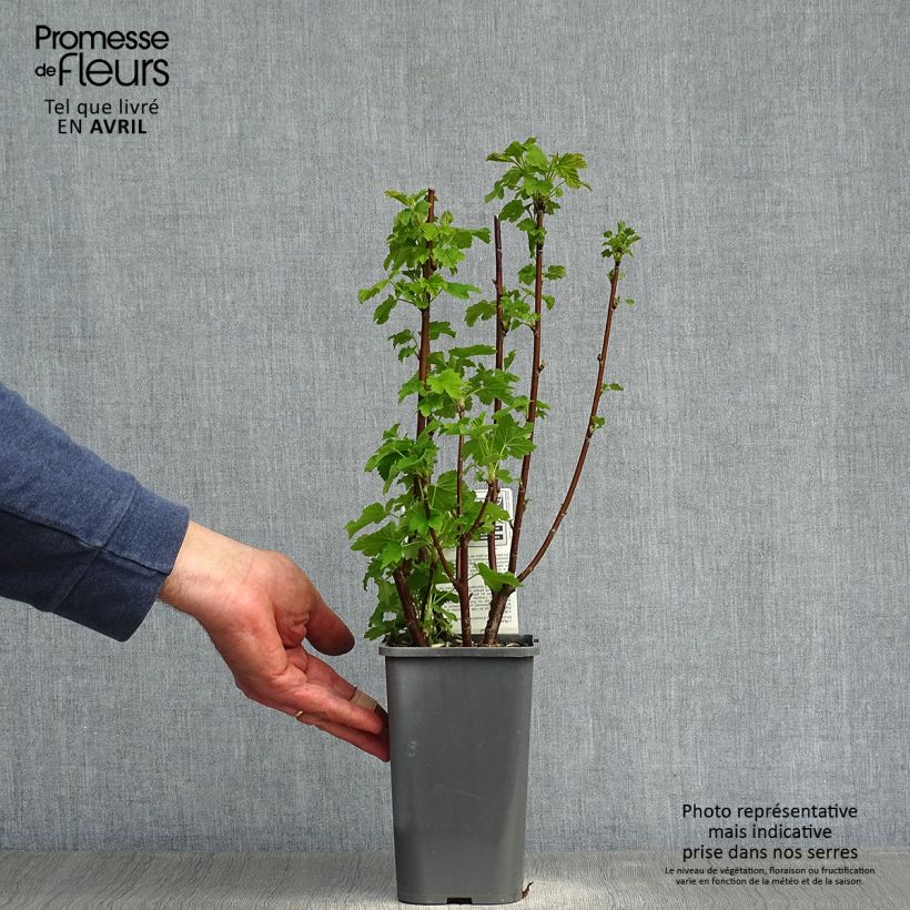 Grosella blanca Blanka Bio Maceta 1,5L/2L, Formación arbustiva Ejemplar entregado en la primavera