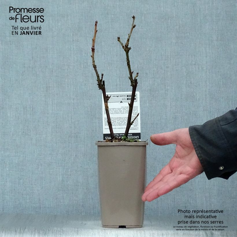 Grosella blanca Blanka Maceta 1L/1,5L, Formación arbustiva Ejemplar entregado en invierno