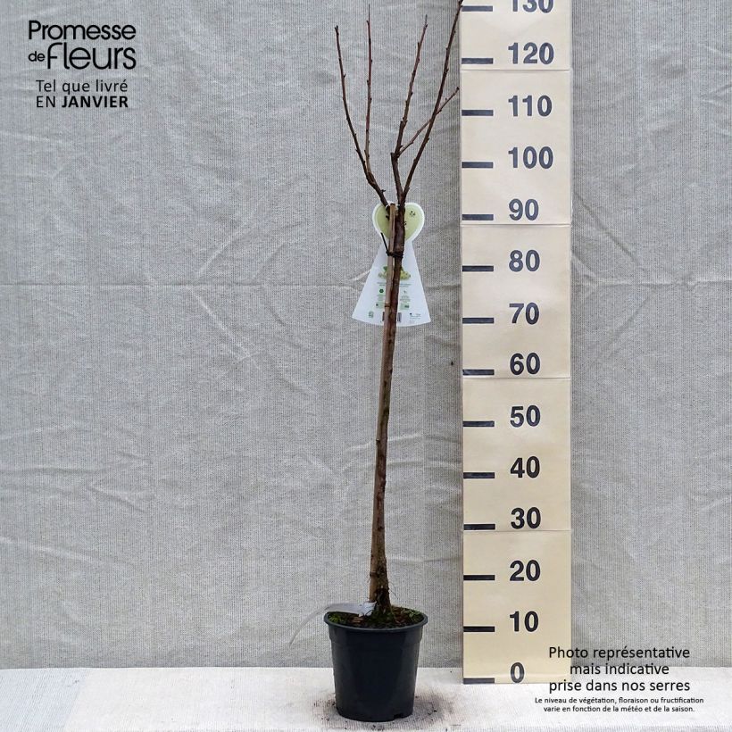 Grosella blanca Werdavia Maceta 2L/3L, Medio tallo Ejemplar entregado en invierno