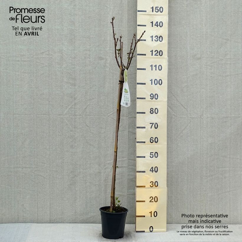 Grosella blanca Werdavia Maceta 2L/3L, Formación arbustiva Ejemplar entregado en la primavera