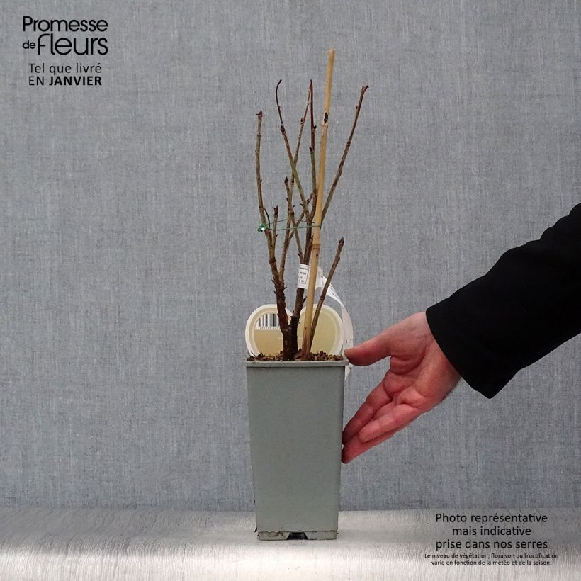 Grosella blanca Witte Parel Maceta 1,5L/2L, Formación arbustiva Ejemplar entregado en invierno