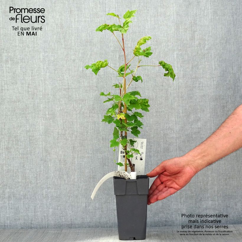 Grosella blanca Witte Parel Maceta 1,5L/2L, Formación arbustiva Ejemplar entregado en la primavera