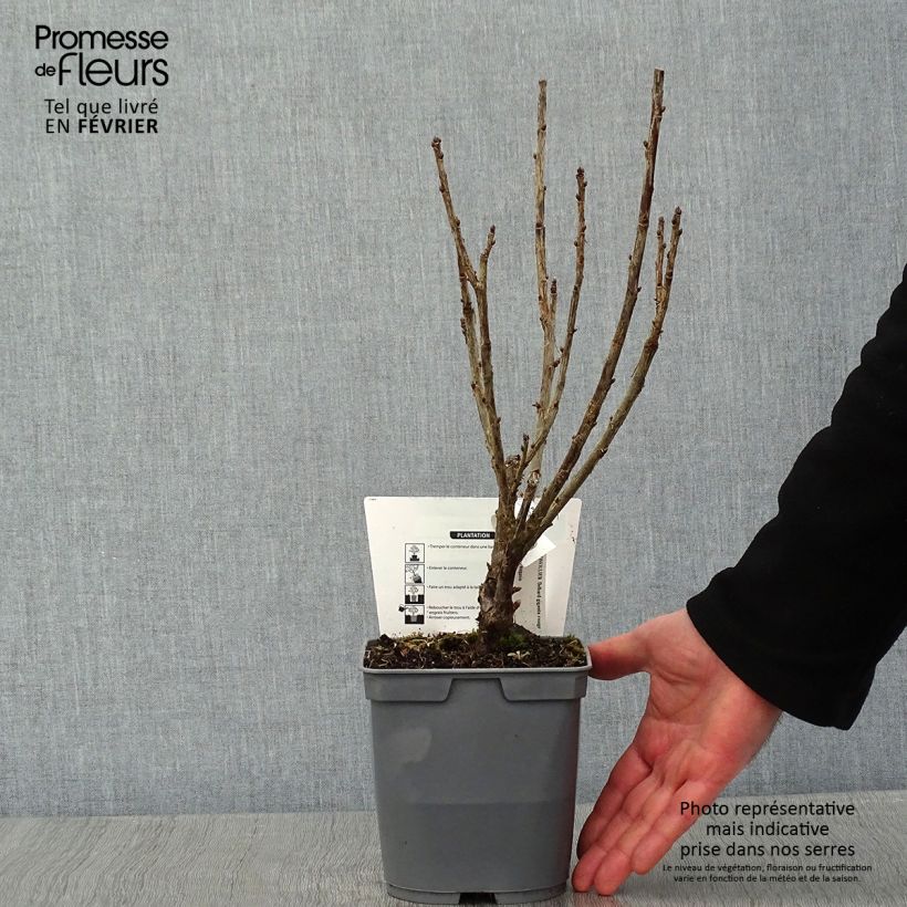 Grosella roja Delbard Giganta Bosron Maceta 2L/3L Ejemplar entregado en invierno