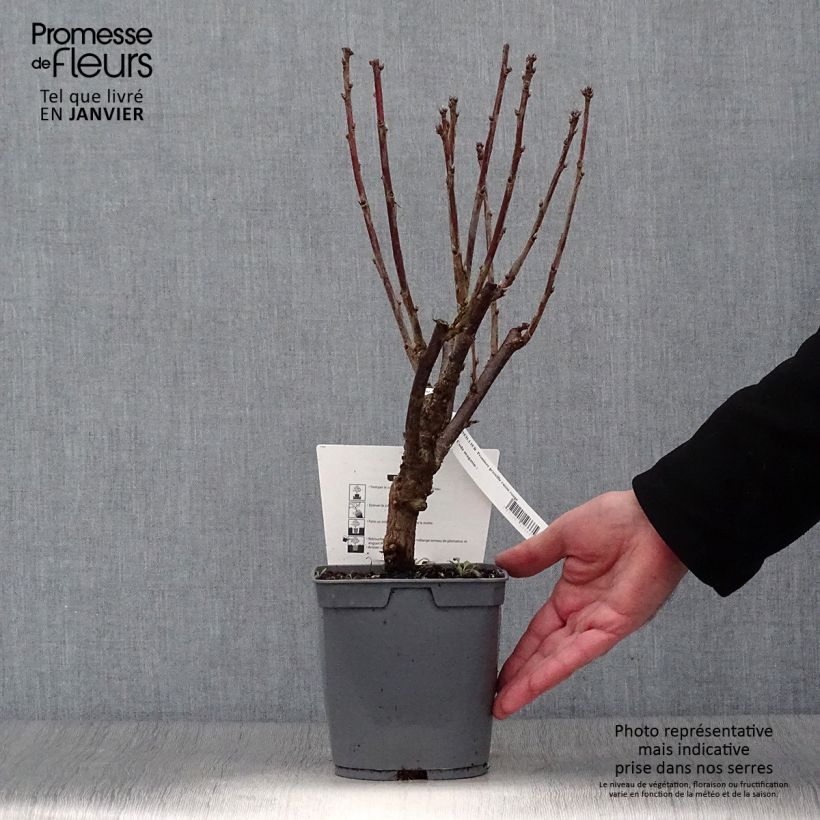 Grosella roja Première Groseille Raisin Maceta 2L/3L Ejemplar entregado en invierno