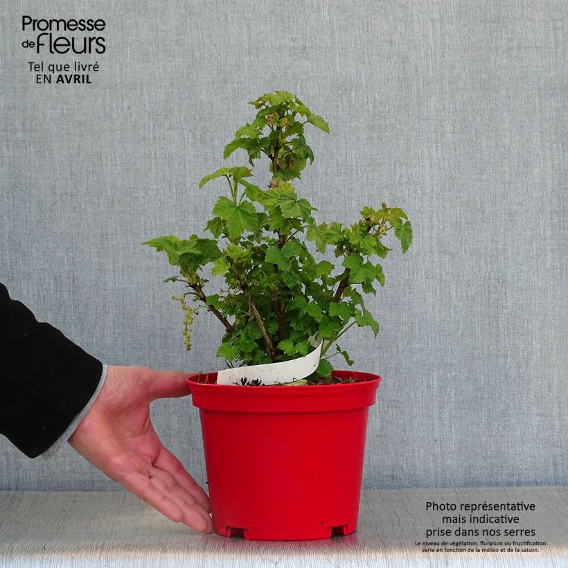 Grosella roja Versaillaise Rouge Maceta 1,5L/2L Ejemplar entregado en la primavera