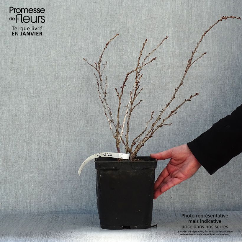 Grosella espinosa Freedonia Maceta 4L/5L Ejemplar entregado en invierno