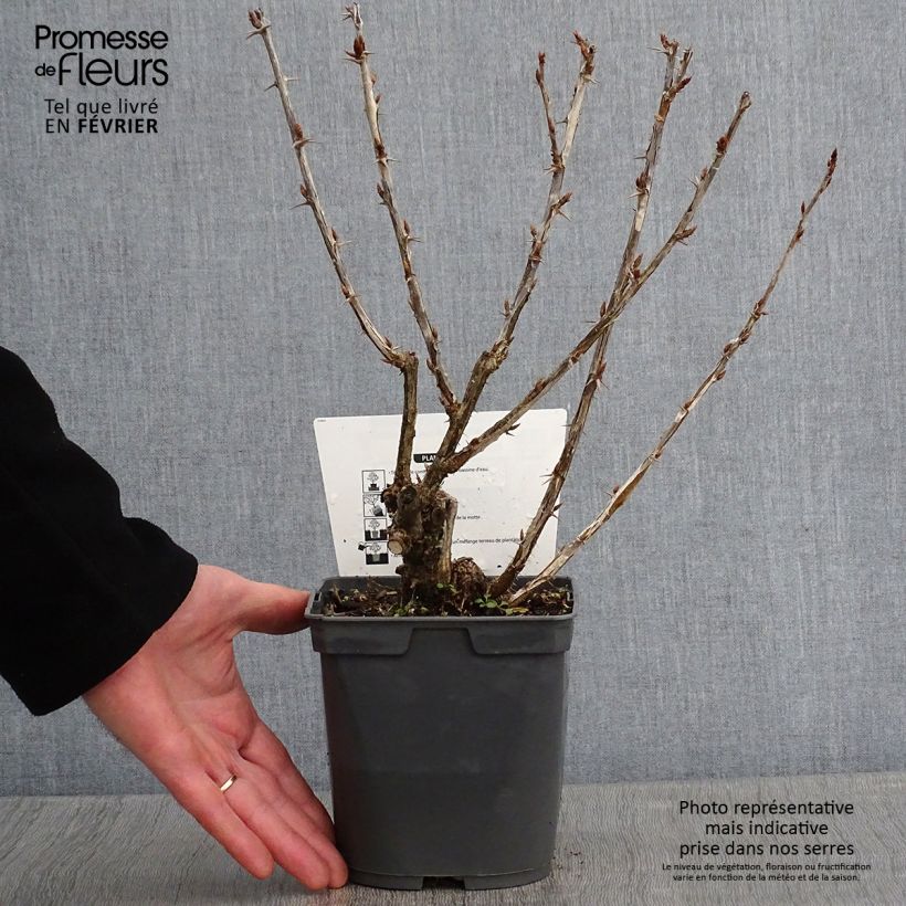 Grosella espinosa Invicta Maceta 1,5L/2L Ejemplar entregado en invierno