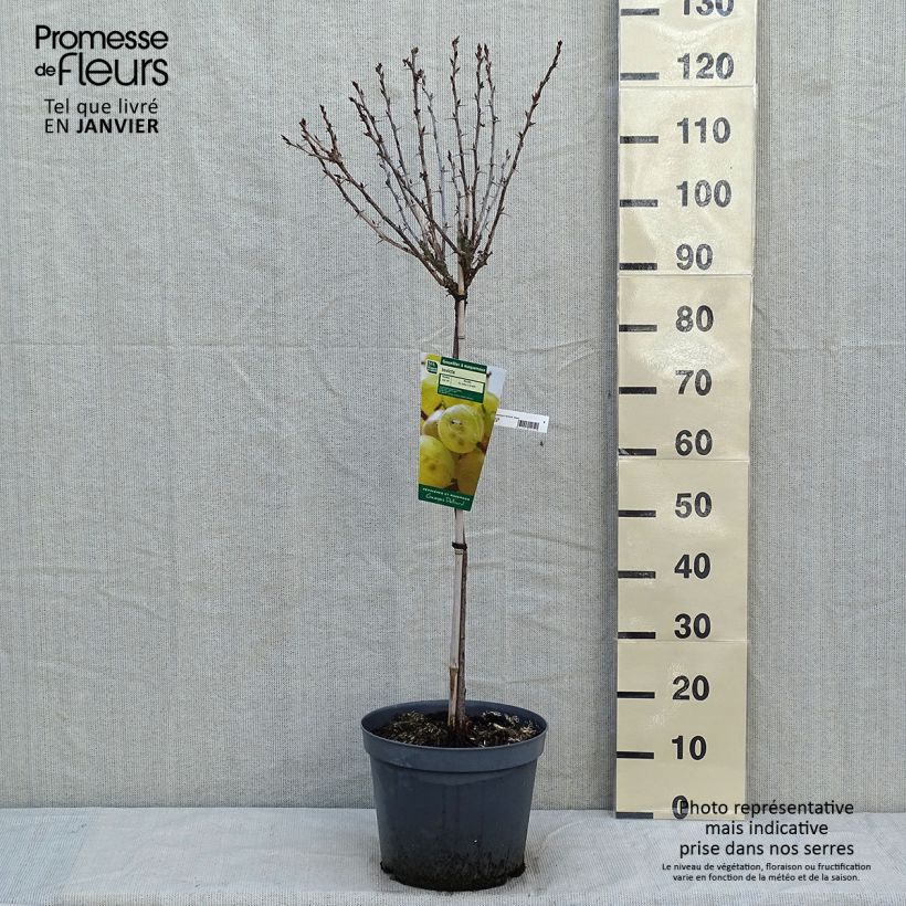 Grosella espinosa Invicta Maceta 7,5L/10L, 1/4 tallo Ejemplar entregado en invierno