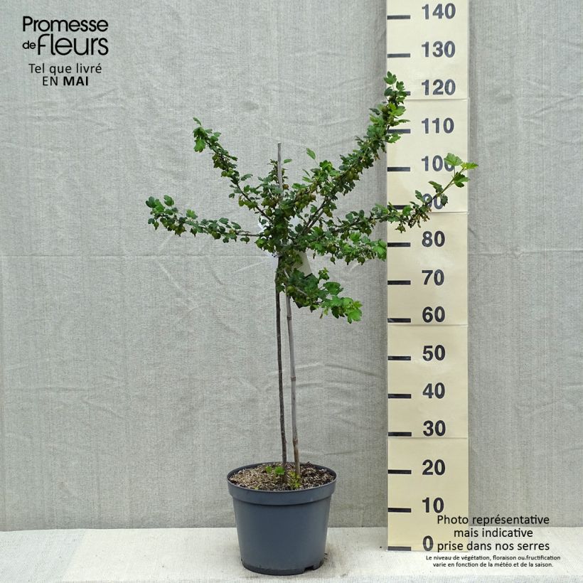 Grosella espinosa Invicta Maceta 7,5L/10L, 1/4 tallo Ejemplar entregado en la primavera