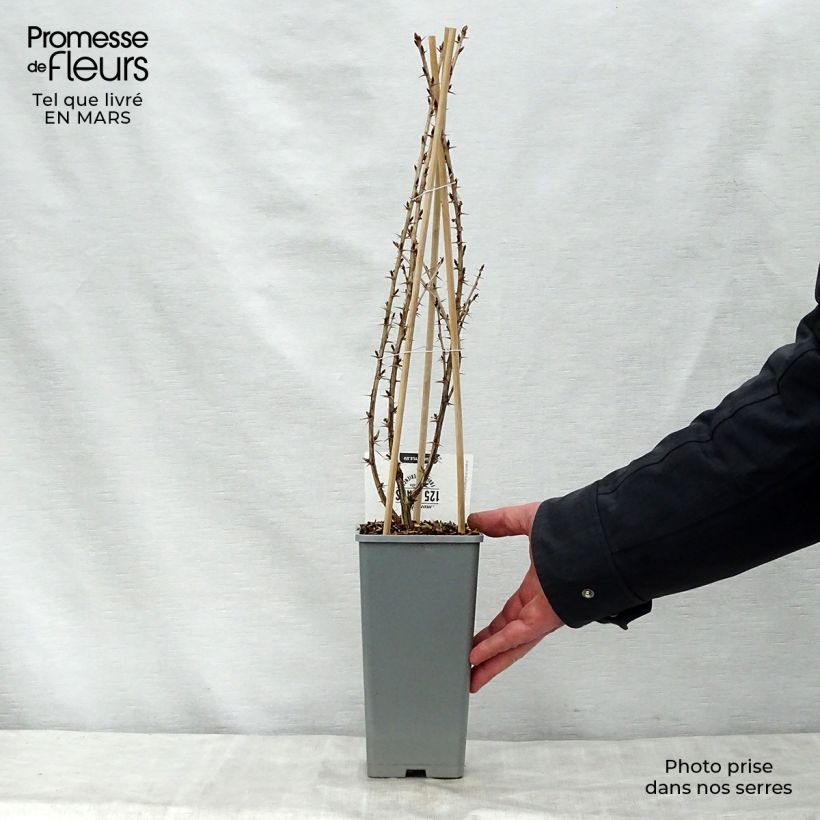 Grosella espinosa Captivator Maceta 1,5L/2L, Formación arbustiva Ejemplar entregado en la primavera