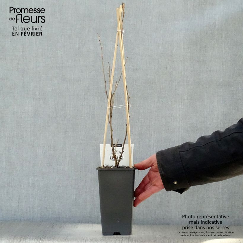 Grosella espinosa Captivator Maceta 1,5L/2L, Formación arbustiva Ejemplar entregado en invierno