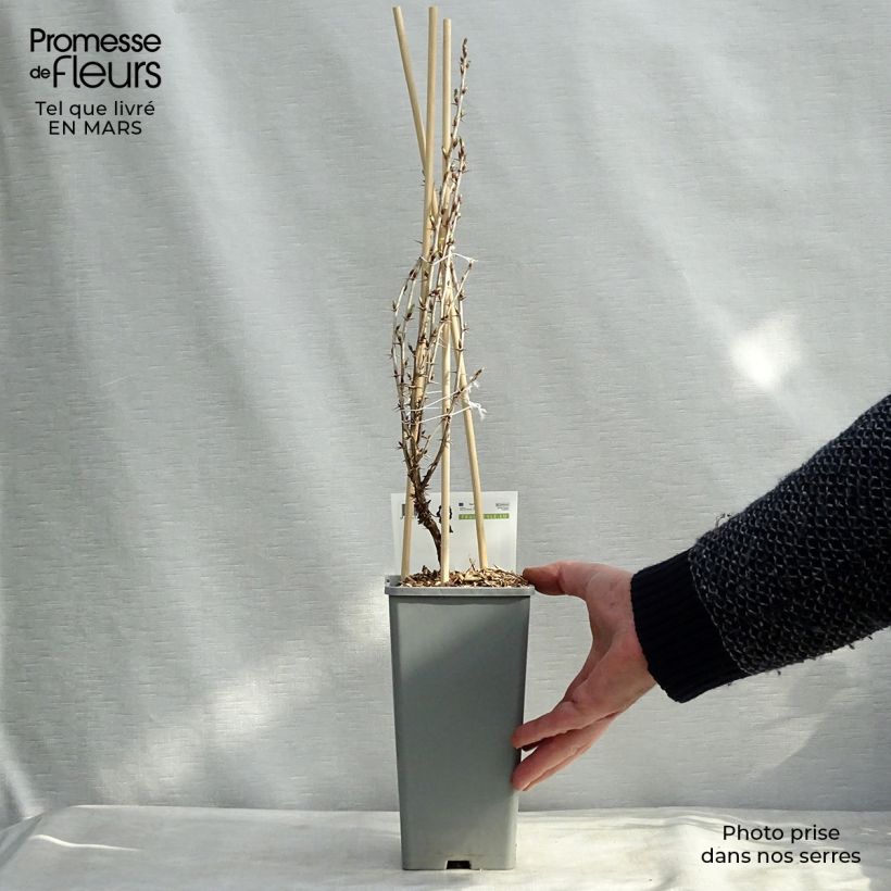 Grosella espinosa Hinnönmaki Röd Maceta 1,5L/2L, Formación arbustiva Ejemplar entregado en la primavera