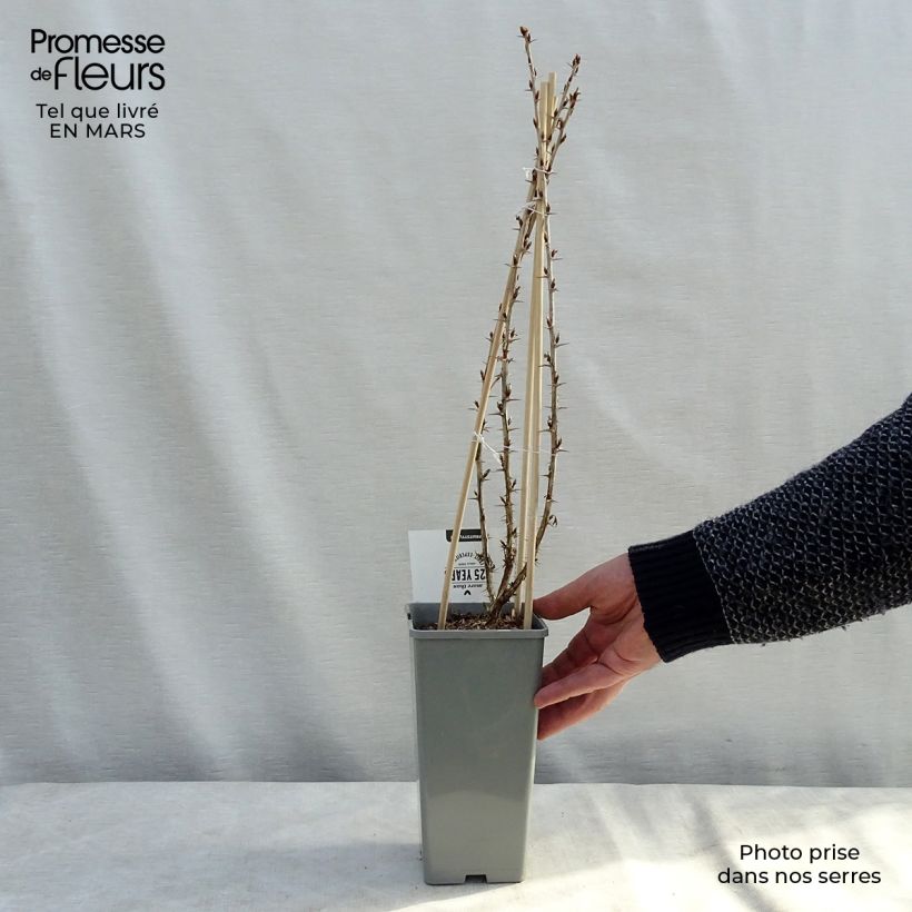 Grosella espinosa Hinnonmäki Grün Maceta 1,5L/2L, Formación arbustiva Ejemplar entregado en la primavera