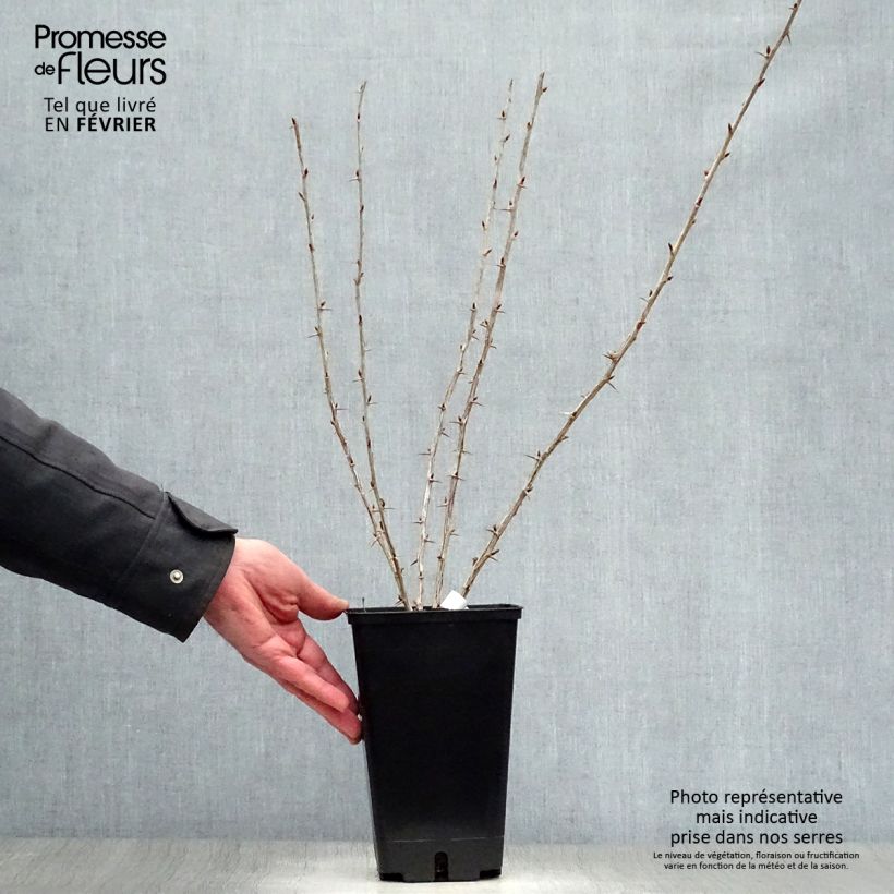 Grosella espinosa Worcesterberry Maceta 2L/3L Ejemplar entregado en invierno