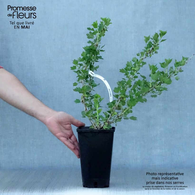 Grosella espinosa Worcesterberry Maceta 2L/3L Ejemplar entregado en la primavera