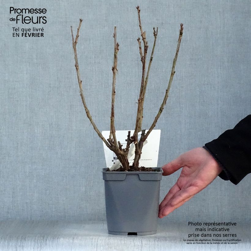 Grosella roja Agate Rouge mactor Maceta 2L/3L, Formación arbustiva Ejemplar entregado en invierno