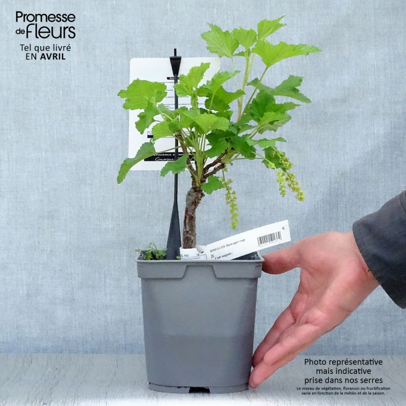 Grosella roja Agate Rouge mactor Maceta 2L/3L, Formación arbustiva Ejemplar entregado en la primavera