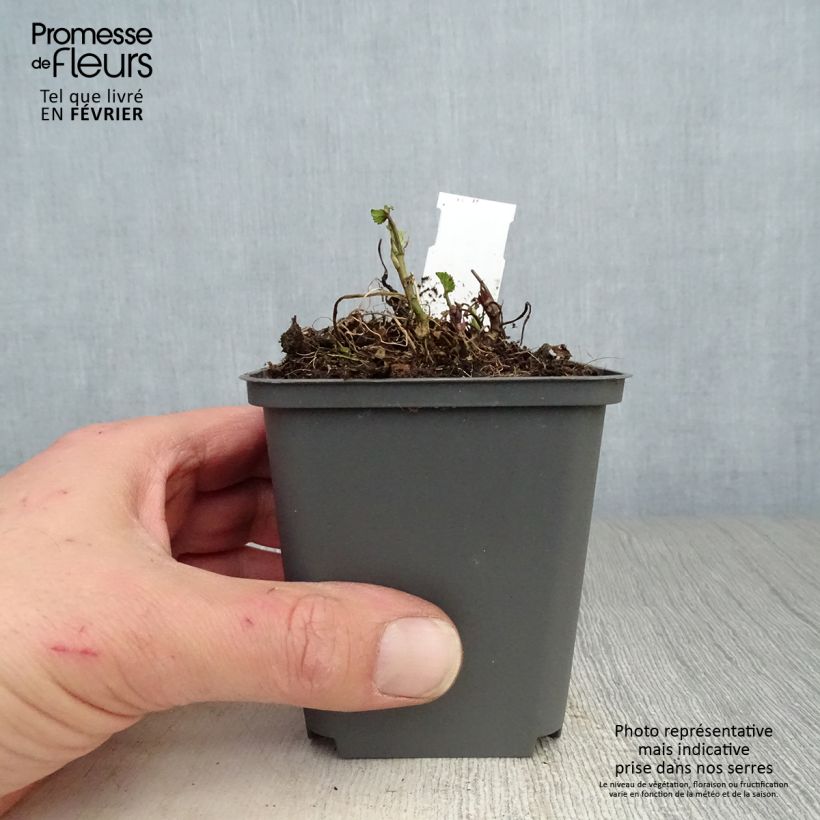 Malvavisco - Althaea officinalis Maceta de 8/9 cm Ejemplar entregado en invierno