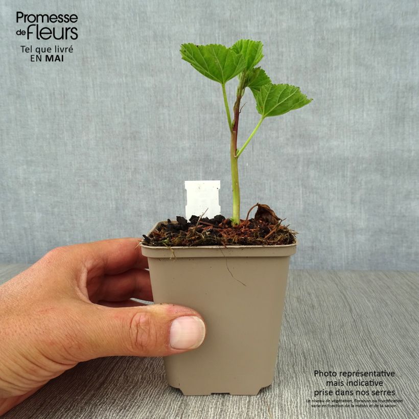 Malvavisco - Althaea officinalis Maceta de 8/9 cm Ejemplar entregado en la primavera