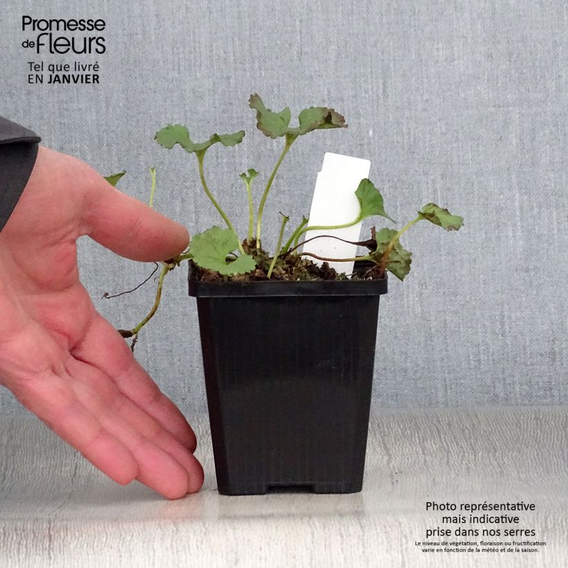 Gunnera magellanica - Nalca magallánica Maceta de 8/9 cm Ejemplar entregado en invierno