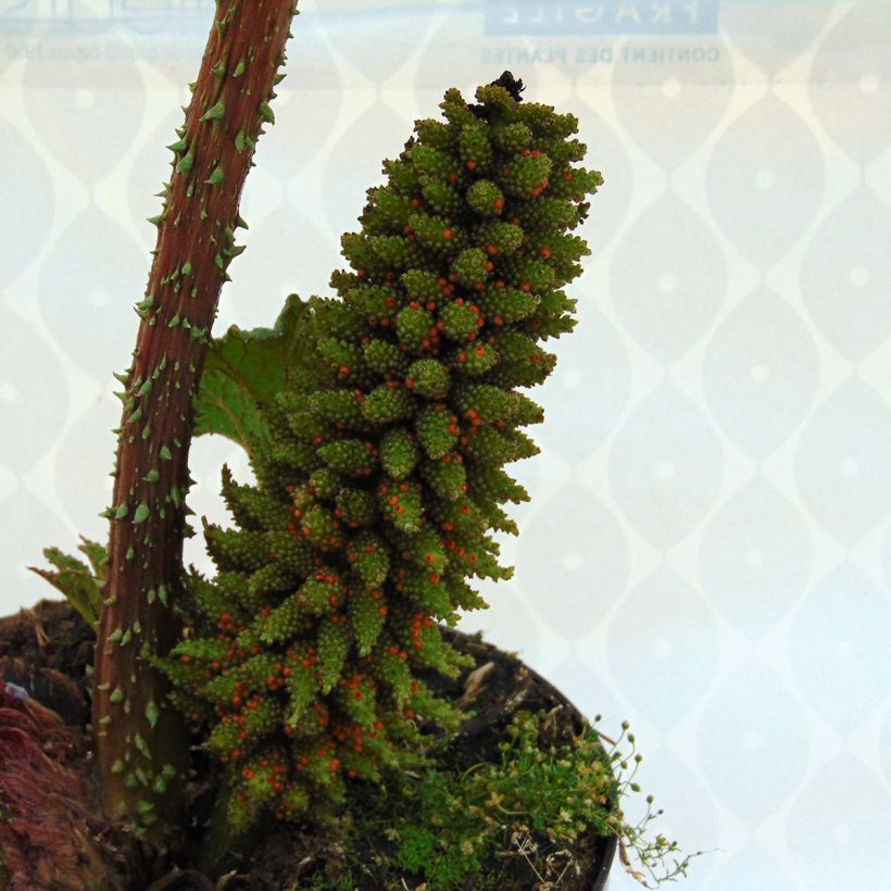 Gunnera manicata - Hojas gigantes (Floración)