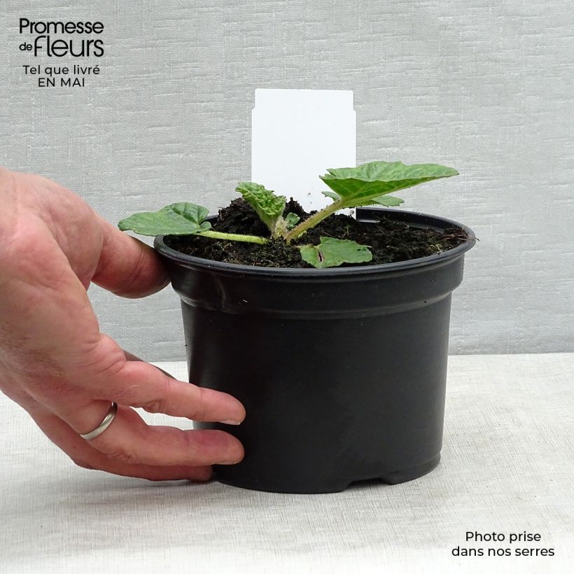 Gunnera manicata - Hojas gigantes Maceta 3L/4L Ejemplar entregado en la primavera