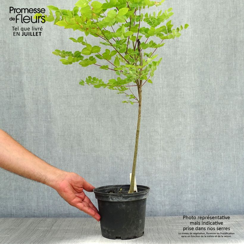 Ejemplar de Gymnocladus dioica - Raigón del Canadá Maceta 3L/4L entregado en verano