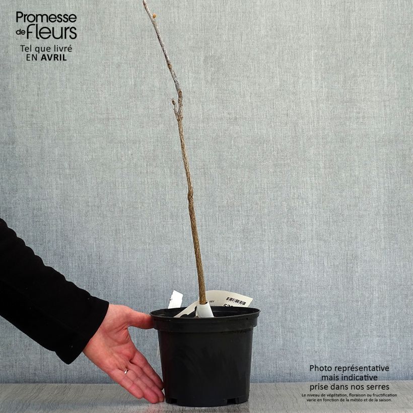 Gymnocladus dioica - Raigón del Canadá Maceta 3L/4L Ejemplar entregado en la primavera