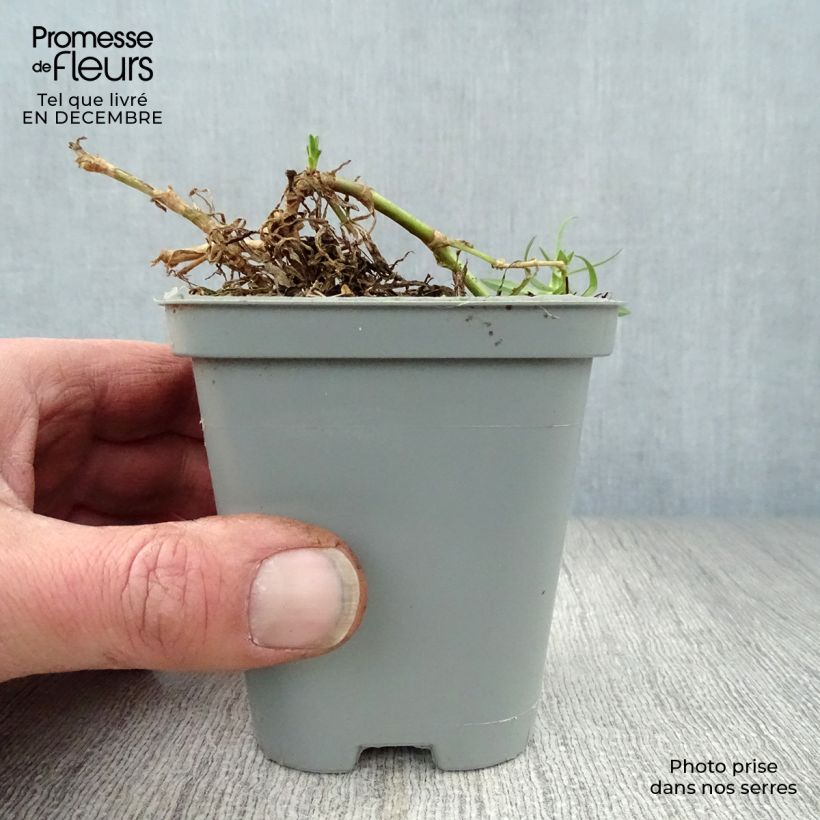 Gypsophila paniculata Rosenschleier Maceta de 8/9 cm Ejemplar entregado en invierno