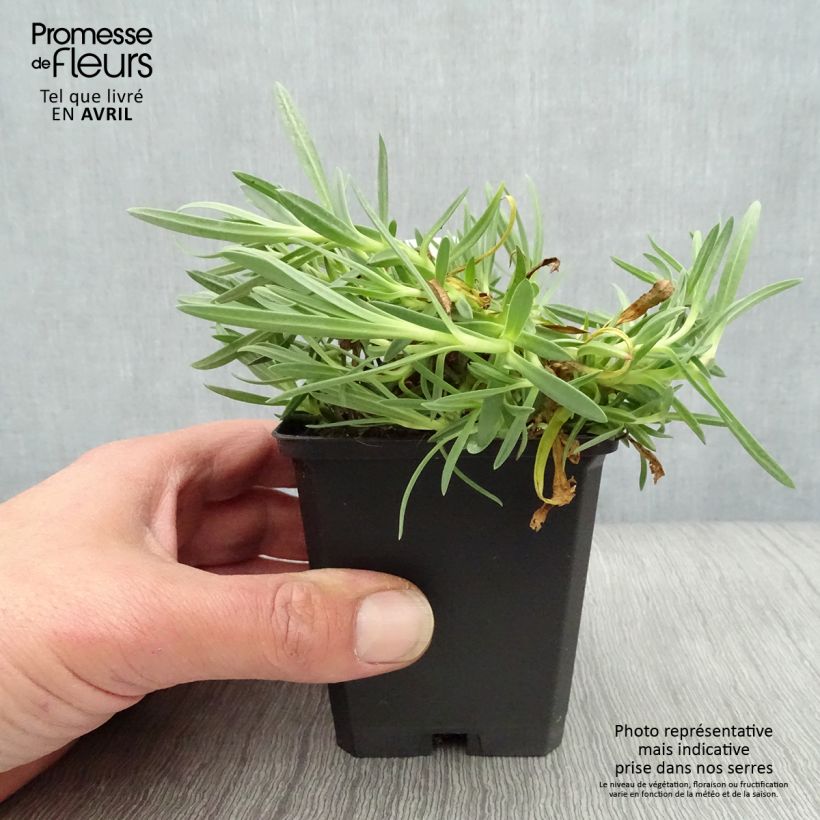 Gypsophila paniculata Rosenschleier Maceta de 8/9 cm Ejemplar entregado en la primavera