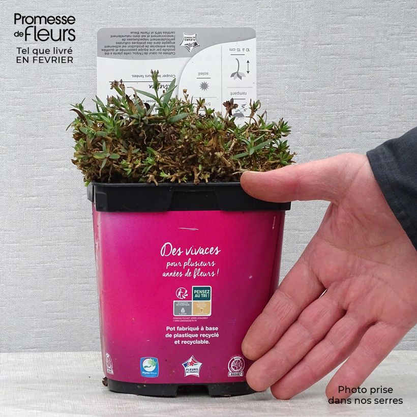 Gypsophila paniculata Rosenschleier Maceta 2L/3L Ejemplar entregado en invierno