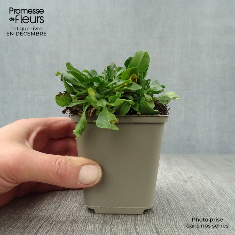 Gypsophila cerastioides - Gipsófila Maceta de 8/9 cm Ejemplar entregado en invierno