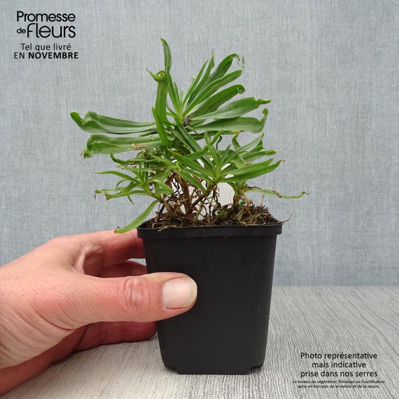Ejemplar de Gypsophila paniculata Bristol Fairy Maceta de 8/9 cm entregado en otoño