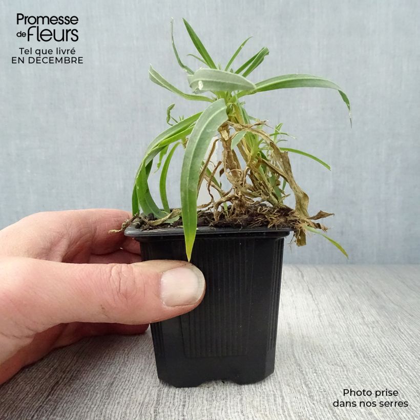 Gypsophila paniculata Bristol Fairy Maceta de 8/9 cm Ejemplar entregado en invierno