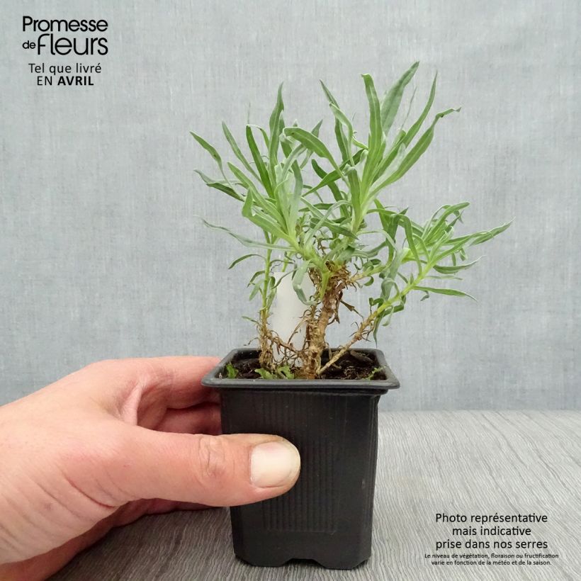 Gypsophila paniculata Bristol Fairy Maceta de 8/9 cm Ejemplar entregado en la primavera