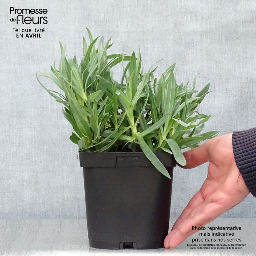 Gypsophila paniculata Bristol Fairy Maceta 2L/3L Ejemplar entregado en la primavera